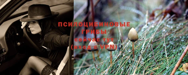 прущие грибы Балахна